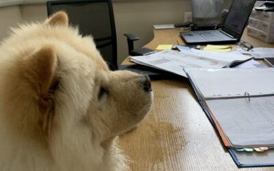 The benefits of an office dog